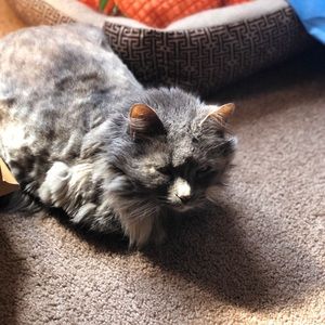 Meet your Posher, Cassidy